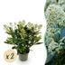 GreenboutiQ - Terrassenpflanze - Skimmia japonica Finchy - Blüte Weiß - 15+ Blüten - 2 Pflanzen - Winterhart - Topf 15cm Höhe 30cm Bild 1