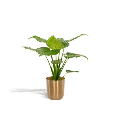 Alocasia Cucullata (Elefantenohr) im Ø19cm Topf, ↕65cm