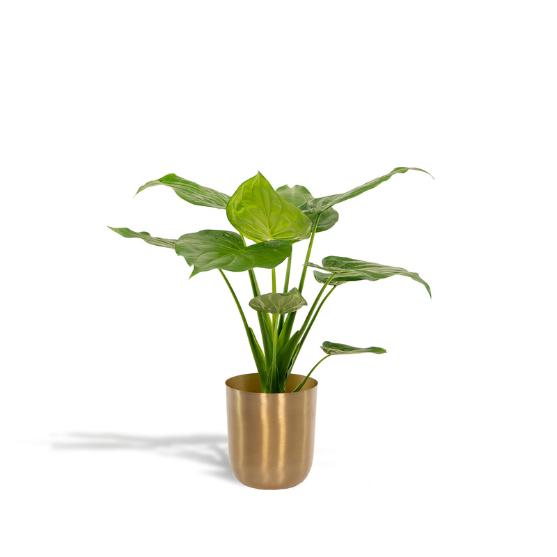 Dracaena surculosa