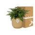 Asplenium Parvati im Topf ELHO Vibes Fold 14 cm gelb - Luftreinigend Bild 5