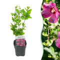 GreenboutiQ - Sträucher - Hibiscus syriacus Woodbridge - Blüte Rosa - 1 Pflanze - Laubabwerfend - Pflegeleicht - Topf 17cm Höhe 45cm