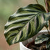 Calathea Makoyana: Exotic Peacock Plant with White Pot Bild 4