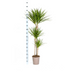 Dracaena Marginata Green Zimmerpflanze | 130-150cm, Topf Ø24cm Bild 2