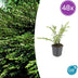 48x Lonicera pileata - ↕10-25cm - Ø9cm Bild 7