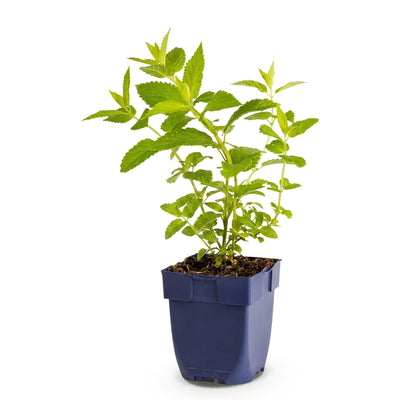Green boutiQ - Perennials - Nepeta sib. Wild Orchid - Catmint - Bee and Butterfly Attractor - Pink - 1 Plant - Pot 11cm - Height 15-25cm