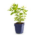 Green boutiQ - Stauden - Nepeta sib. Wild Orchid - Katzenminze - Bienen- und Schmetterlingsanwerfer - Rosa - 1 Pflanze - Topf 11cm - Höhe 15-25cm Bild 7