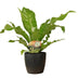 Asplenium Nidus Bird's Nest Fern, Ø17cm, ↕60cm, Anthracite Pot Bild 1