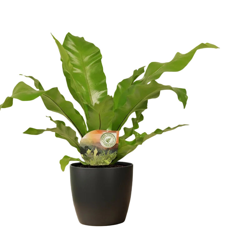 Asplenium Nidus Bird's Nest Fern, Ø17cm, ↕60cm, Anthracite Pot