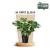Monstera Deliciosa – Tropical Flair & Air Purifier Bild 2