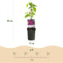 Clematis Westerplatte: Easy-care climbing plant, 2 plants, 11cm pot Bild 3
