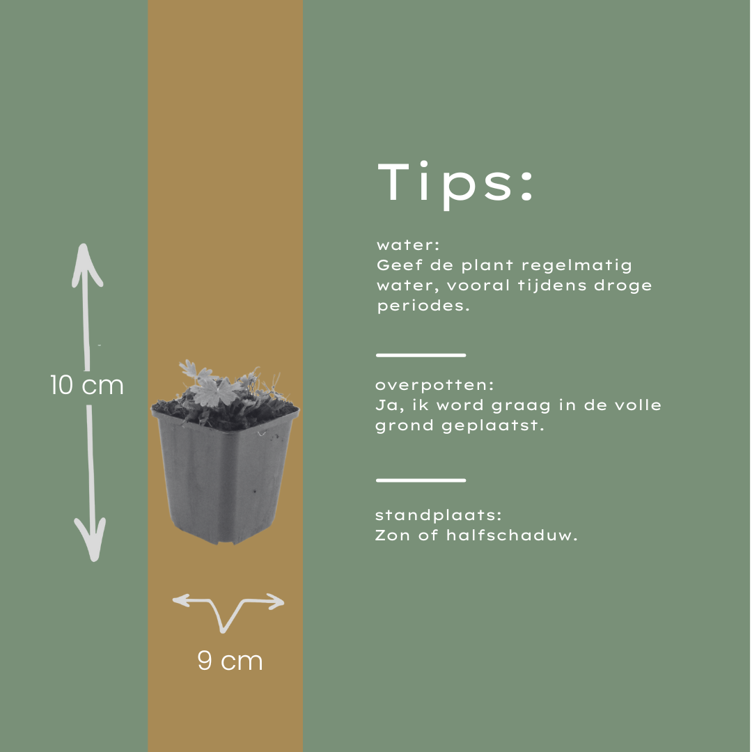 12x Geranium sang. 'Max Frei' - ↕10-25cm - Ø9cm