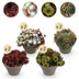 GreenboutiQ Sempervivum Big Sam: 8 winterharte Bodendecker (Topf 14cm) Bild 1