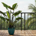Artificial Plant Colocasia Pink China, Elephant Ear, 130 cm Bild 4