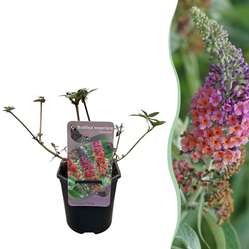 Green boutiQ - Schmetterlingsstrauch - Buddleja davidii Flower Power - Blüte Orange Lila - 1 Pflanze - Laubabwerfend - Schmetterlingsanziehend - Topf 17cm Höhe 30cm