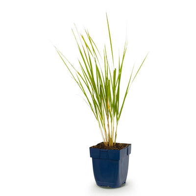 Green boutiQ - Grasses - Calamagrostis Karl Foerster - Reed Grass - With Bloom - Green - 1 Plant - 11cm Pot - Height 15-25cm