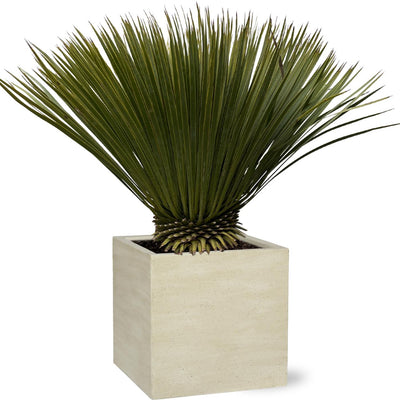 Yucca Rostrata - 70cm, Ø30
