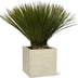 Yucca Rostrata - 70cm, Ø30 Bild 1