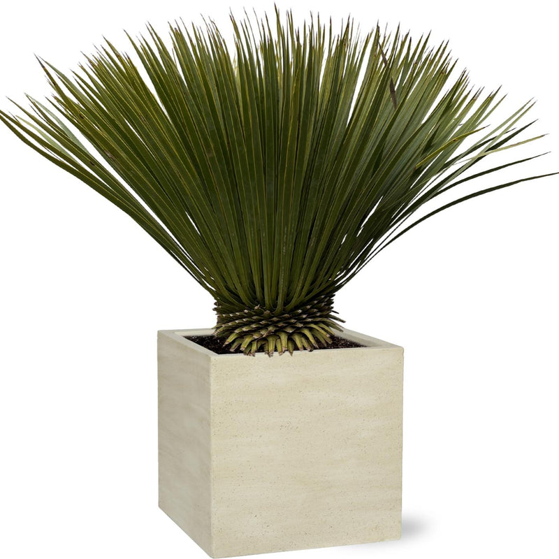 Yucca Rostrata - 70cm, Ø30