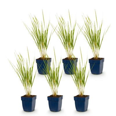 Green boutiQ - Grasses - Calamagrostis Karl Foerster - Reed Grass - With Flowers - Green - 6 Plants - Pot 11cm - Height 15-25cm