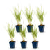 Calamagrostis Karl Foerster Schilfrohr – 6 Pflanzen im 11cm Topf Bild 2