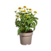 Echinacea purpurea White Ø19cm - ↕60 - 70cm Bild 1