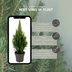 2x Picea glauca Perfecta - 15 cm Ø - 40 cm ↨ Bild 3