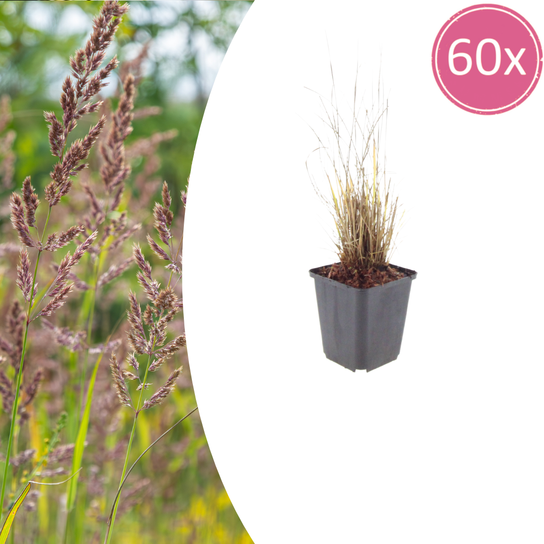 60x Calamagrostis brachytricha - ↕10-25cm - Ø9cm