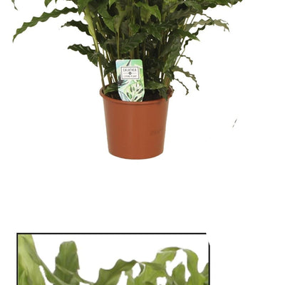 Calathea Bluegrass - Ø17cm Topf, 65cm Höhe