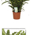 Calathea Bluegrass - Ø17cm Topf, 65cm Höhe Bild 2