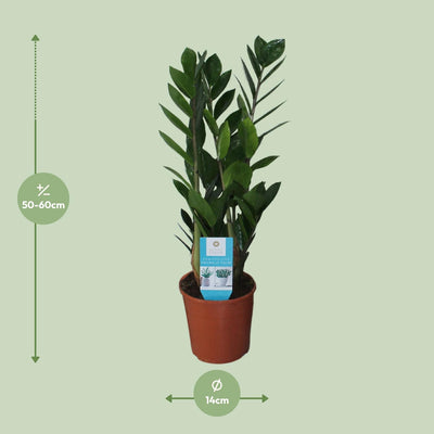 ZZ Plant Zamioculcas Zamiifolia: Ø14cm, 55cm high