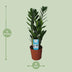ZZ-Pflanze Zamioculcas Zamiifolia: Ø14cm, 55cm hoch Bild 3