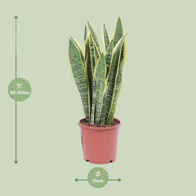Sansevieria Trifasciata Laurentii - Ø14cm - pflegeleicht, luftreinigend