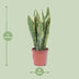 Sansevieria Trifasciata Laurentii - Ø14cm - pflegeleicht, luftreinigend Bild 2