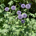 24x Kugeldistel (Echinops ritro) - 10-25cm - Ø9cm Topf Bild 6