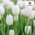 Tulip Bulbs Catherina – 20 pieces | KH Bloembollen® | Pure White Tulip – Timeless & Elegant – For Garden or Pot – Size 11/12 – Fresh from the Grower Bild 6