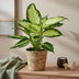 Dieffenbachia Camilla: 2 pflegeleichte Pflanzen im 17cm Topf Bild 5