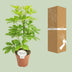 Schefflera Nora Zimmerpflanze - Ø13cm Topf, 45cm Höhe Bild 4