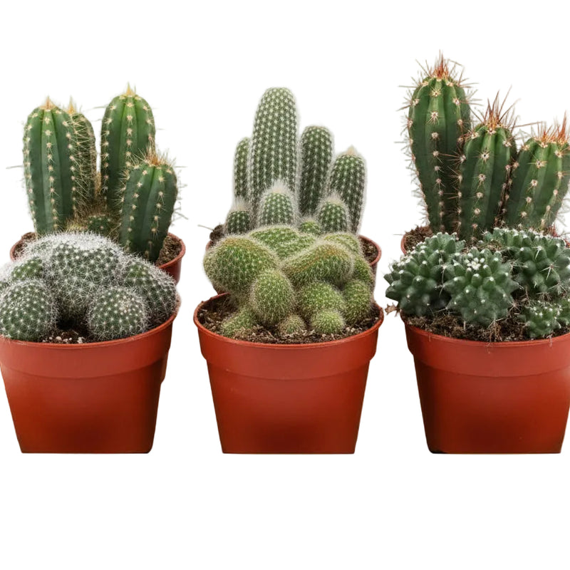 Kaktus-Mix P12: 6 Sukkulenten im 12cm Topf, 20cm hoch