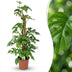Mini-Fensterblatt (Monstera Minima) am Moosstab - 90cm Grün Bild 1