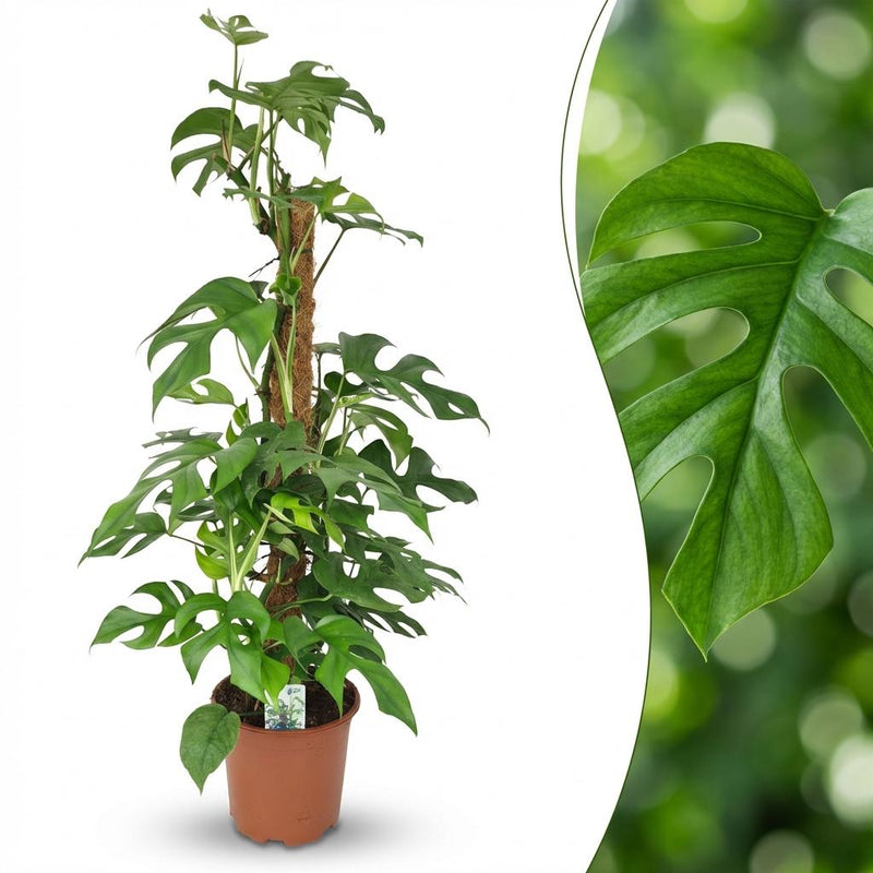 Mini-Fensterblatt (Monstera Minima) am Moosstab - 90cm Grün