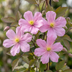 Winterjasmin 'Mayleen' - Blühender Schmuck für Ihren Garten (Ø9cm) Bild 3