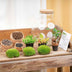 Flaschengarten Bolder Bob Bonsai DIY-Set Bild 3