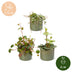 3x Baby Peperomia Mix: Grün, Rot, Tropisch - Ø6cm Bild 5