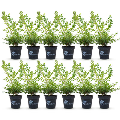 BetterBuxus Babylon Beauty - 12 robuste Buchsbaum-Pflanzen für Hecken
