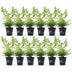 BetterBuxus Babylon Beauty - 12 robuste Buchsbaum-Pflanzen für Hecken Bild 2
