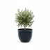 Eggy Anthrazit Blumentopf D55 x H43 - Modern & Vielseitig Bild 4