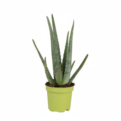 Aloe Vera Topfpflanze, 35cm hoch - Pflegeleicht & dekorativ