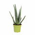 Aloe Vera Topfpflanze, 35cm hoch - Pflegeleicht & dekorativ Bild 1