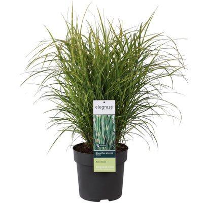 10er Spar-Bundle: 5x Lavendel angustifolia (Echter Lavendel) & 5x Zebra Gras 'Strictus' - Beet-Pflanzen Set - 40-60cm (19cm & 23cm Topf)