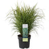 10er Spar-Bundle: 5x Lavendel angustifolia (Echter Lavendel) & 5x Zebra Gras 'Strictus' - Beet-Pflanzen Set - 40-60cm (19cm & 23cm Topf) Bild 2